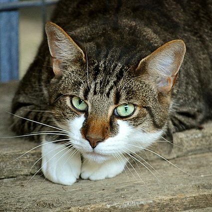 cats-eyes-2671903_640 cats-eyes-2671903_640