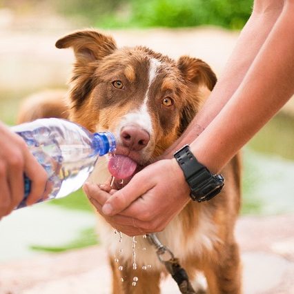 dog-2982426_640 dog-2982426_640
