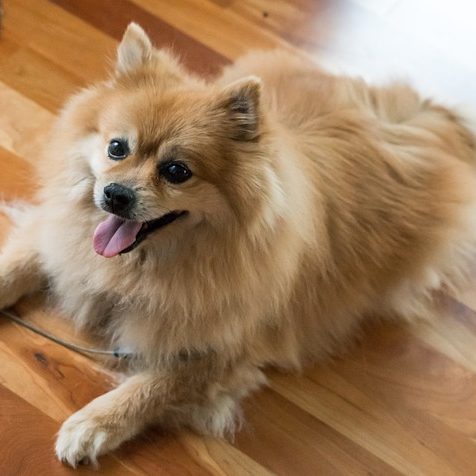 pomeranian-1541800_640 pomeranian-1541800_640